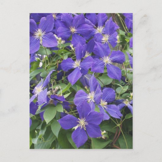 Clematis Postkarte (Vorderseite)