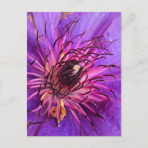 CLEMATIS POSTKARTE