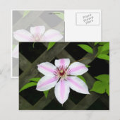 Clematis Postkarte (Vorne/Hinten)