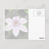 Clematis Postkarte (Rückseite)