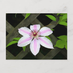 Clematis Postkarte