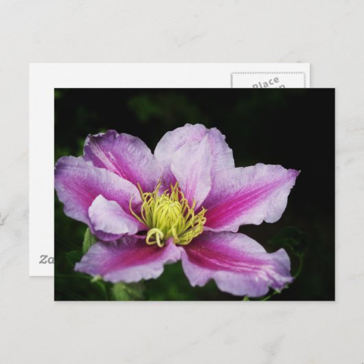 Clematis Postkarte (Vorne/Hinten)