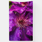 Clematis Präsident Banner (Vertikal)
