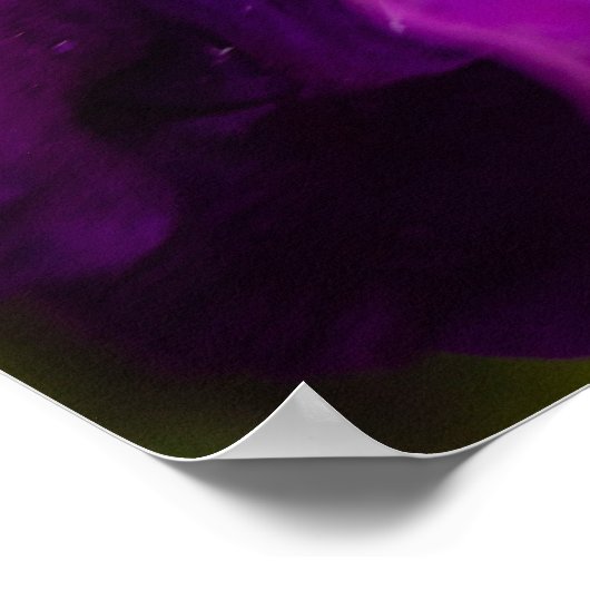 Clematis Präsident Poster (Ecke)