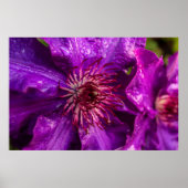Clematis Präsident Poster (Vorne)