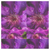 Clematis Präsident Stoff (Nahaufnahme)