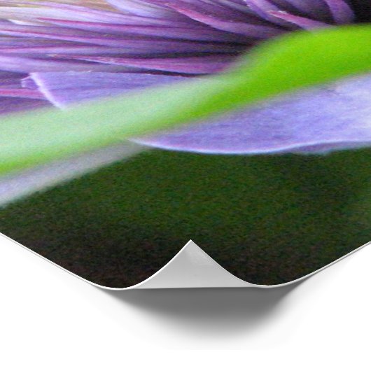 Clematis Print Poster (Ecke)