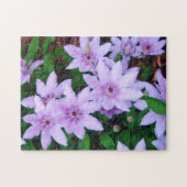 *Clematis* Puzzle (Horizontal)