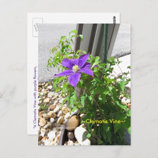Clematis reine violette Blumen Spiegelund Postcard Postkarte (Vorne/Hinten)