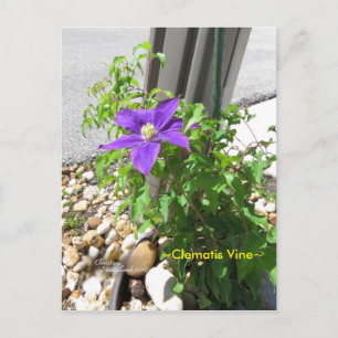 Clematis reine violette Blumen Spiegelund Postcard Postkarte