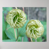 Clematis Seed Head Poster (Vorne)