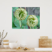 Clematis Seed Head Poster (Küche)