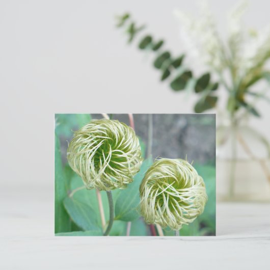 Clematis Seed Head Postkarte (Stehend Vorderseite)