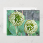 Clematis Seed Head Postkarte (Vorne/Hinten)