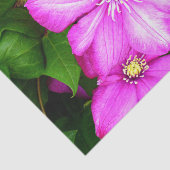 Clematis Seidenpapier (Ausschnitt)
