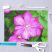 Clematis Seidenpapier (Handwerk)
