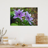 Clematis Spring Poster (Küche)