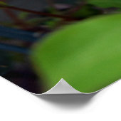 Clematis Spring Poster (Ecke)