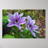 Clematis Spring Poster (Vorne)