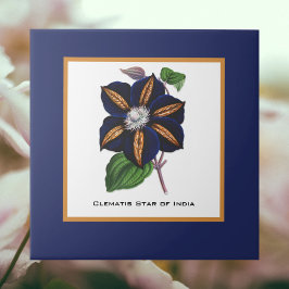 Clematis Star of India Botanische Illustration Fliese