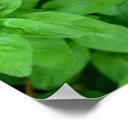 Clematis und Oregano, rosa Blume grün botanisch Poster (Ecke)