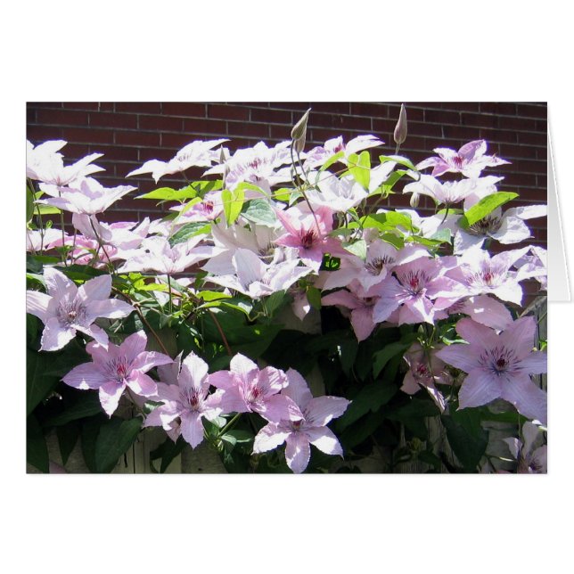 Clematis Vine (Vorderseite (Horizontal))
