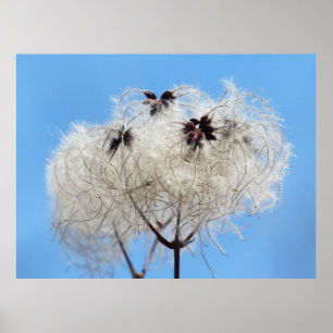 Clematis vitalba - Alter Mann-Bart Poster