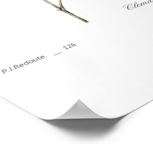 Clematis viticella poster (Ecke)