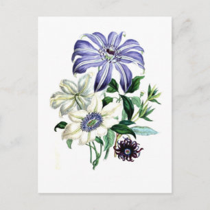 Clematis von Jane Loudon Postkarte