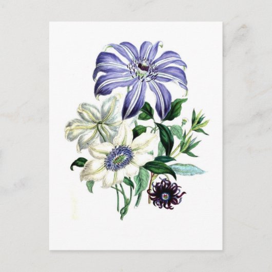 Clematis von Jane Loudon Postkarte (Vorderseite)