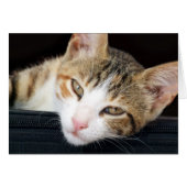 Cleo Cat Card (Vorderseite (Horizontal))