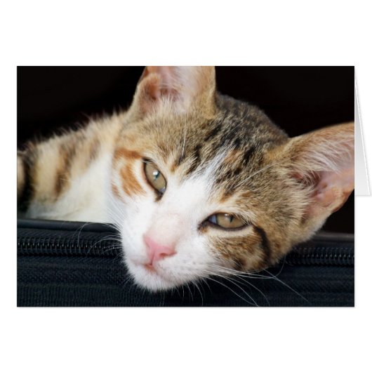 Cleo Cat Card (Vorderseite (Horizontal))