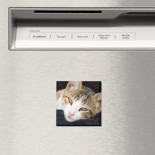 Cleo Cat Magnet (In Situ (Geschirrspüler))