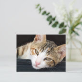Cleo Cat Postcard Postkarte (Stehend Vorderseite)