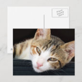 Cleo Cat Postcard Postkarte (Vorne/Hinten)