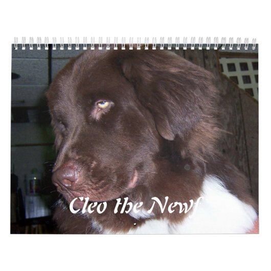 Cleo der Neufundland-Hund Kalender (Titelbild)