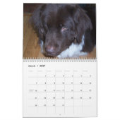 Cleo der Neufundland-Hund Kalender (Mär 2027)