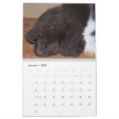 Cleo der Neufundland-Hund Kalender (Jan 2027)