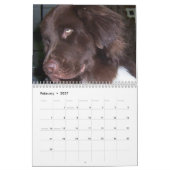Cleo der Neufundland-Hund Kalender (Feb 2027)