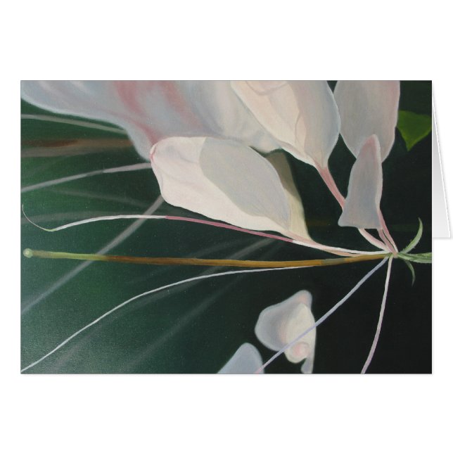 Cleome (Vorderseite (Horizontal))