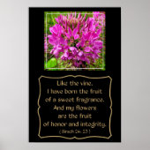 Cleome Blume mit Bibelverse aus Sirach 24: 23 Poster (Vorne)