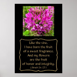 Cleome Blume mit Bibelverse aus Sirach 24: 23 Poster