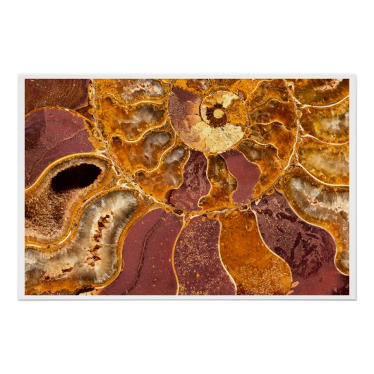 Cleoniceras Ammonite Fossil Wall Art Nature Print Poster (Vorderseite)