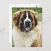 Cletus - Saint Bernard Postkarte (Vorne/Hinten)