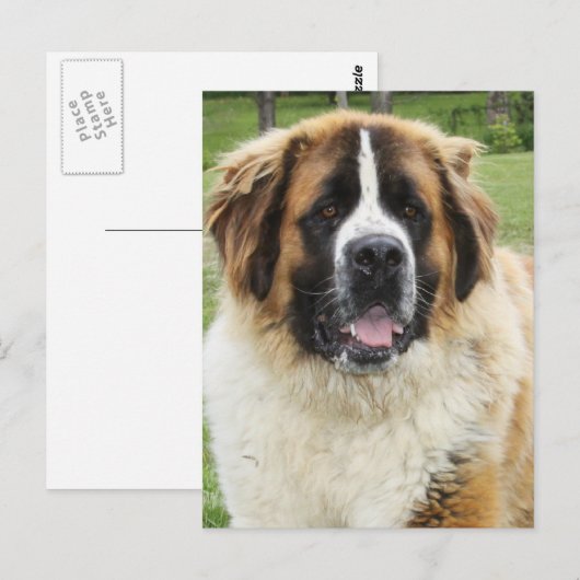 Cletus - Saint Bernard Postkarte (Vorne/Hinten)