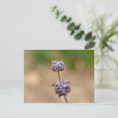 Cleveland Sage Postkarte (Stehend Vorderseite)