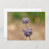 Cleveland Sage Postkarte (Vorne/Hinten)