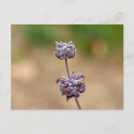 Cleveland Sage Postkarte (Vorderseite)