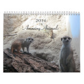 Clever Animals Kalender (Titelbild)