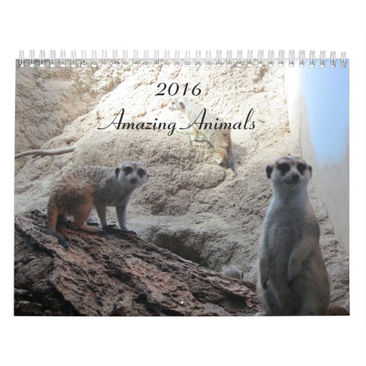 Clever Animals Kalender (Titelbild)